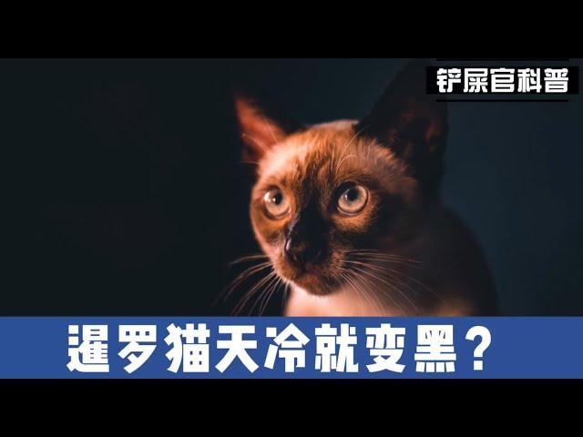 暹罗猫天冷就变黑？铲屎官做错了什么？暹罗猫饲养