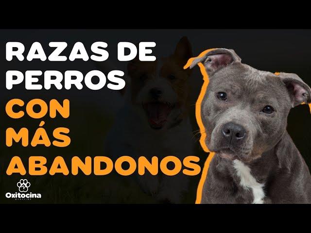 TOP 10 DE LAS RAZAS DE PERROS MAS ABANDONADAS