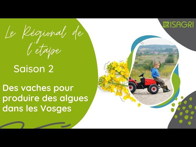 #LeRegionaldelEtape - Saison 2 - Des vaches pour produire des algues dans les Vosges