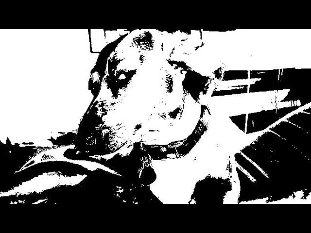 RANDOM DOG INCEDENT