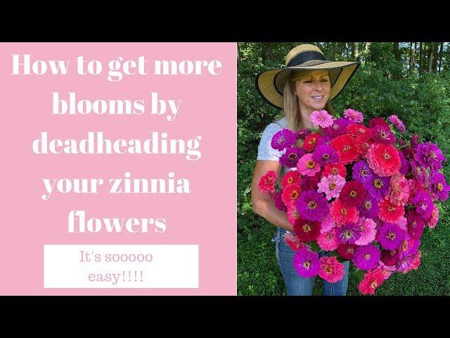 How to get more blooms by deadheading your zinnia flowers