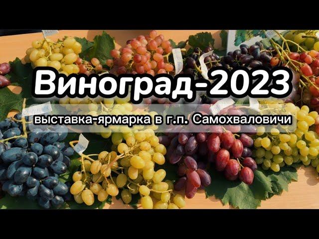 Виноград 2023: Интересные моменты выставки в Самохваловичах