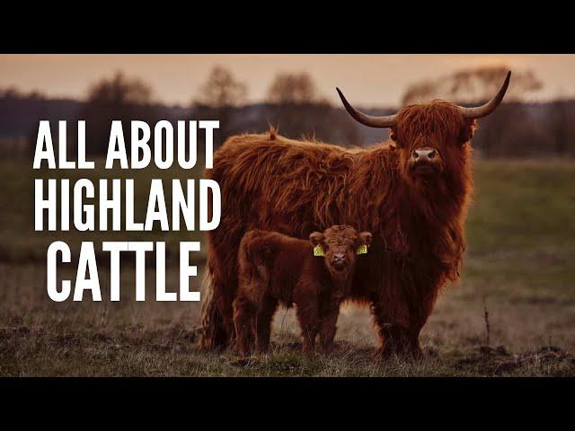 Highland Cows – Breed Profile, Facts & Care