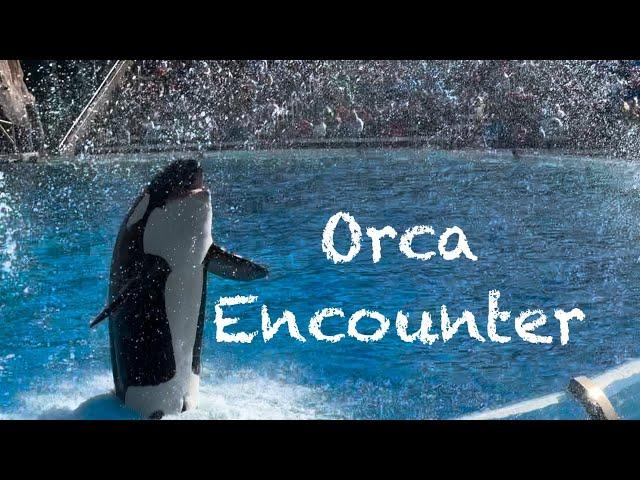 Orca Encounter 4K Full Show 2024 @ Sea World San Diego