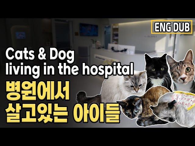 [Eng Dub] The story of the cats at the animal hospital