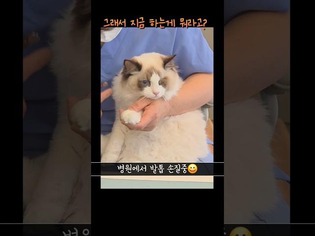세상에서 제일 순둥하고 착한 고양이 보세요             #cat #고양이 #고양이웃긴영상 #웃긴영상 #멍때리는고양이 #내이름은김설기 #귀여운고양이