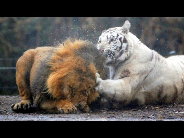 Real Fights Between Lion and Tiger. Clash of the Titans !!!