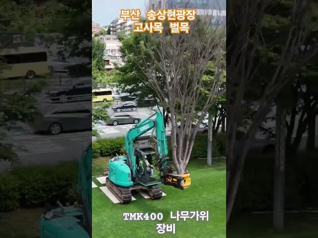 #부산  대표 #시민공원 #송상현 #잔디광장 #고사목 #느티나무 #벌목 정비 #부산 굴삭기 #벌목나무가위  #특수장비 # TMK400 #부산시설공단