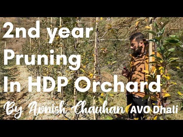 2nd year pruning in HDP Orchard (Apple)