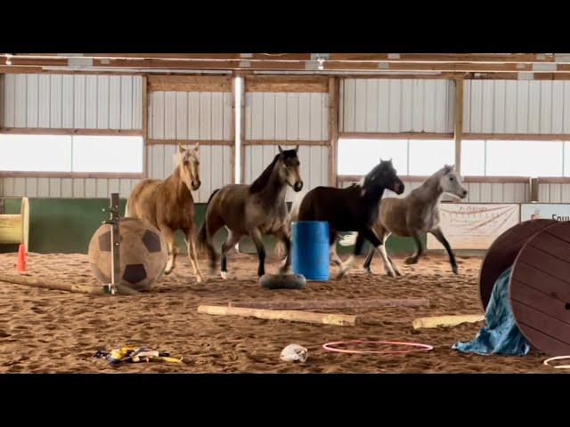 I Put Young Horses In The Arena With Random Stuff, Here's What Happened