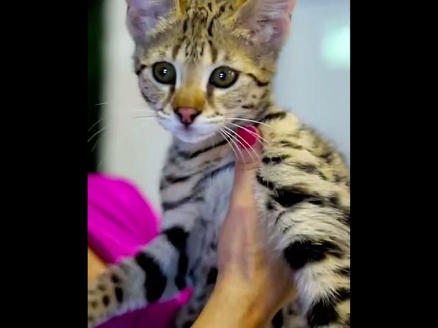 F1 savannah kitten for sale - largest cat breed