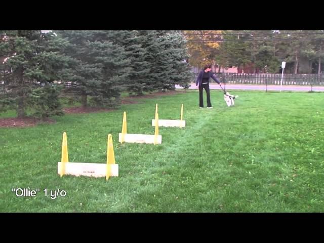 Flyball Training Tips: Power Jumping