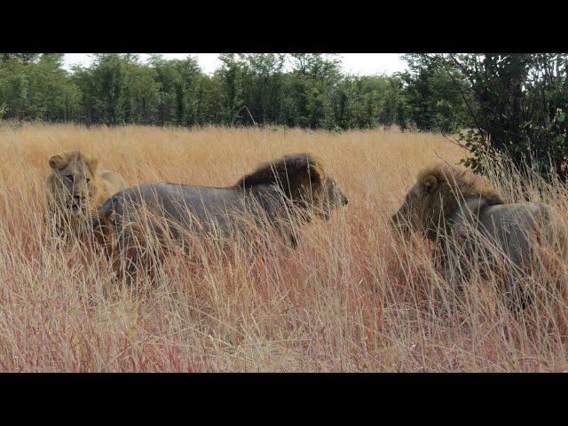 Lions fighting: Sekekama and TornNose vs. Two Moremi !