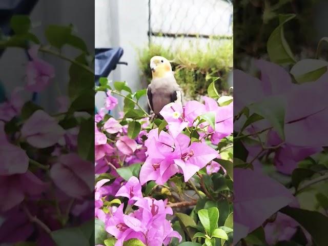 Lulu on flowers #kawaii #cute #cockatiel #birds #funnyanimal