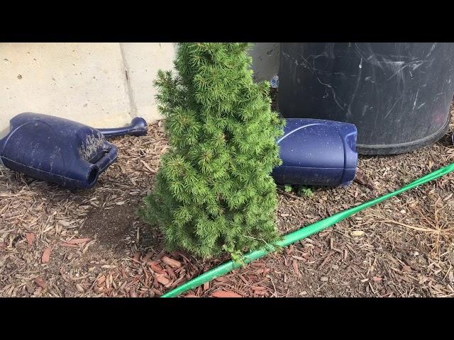 Dwarf Alberta Spruce Evergreen & Information