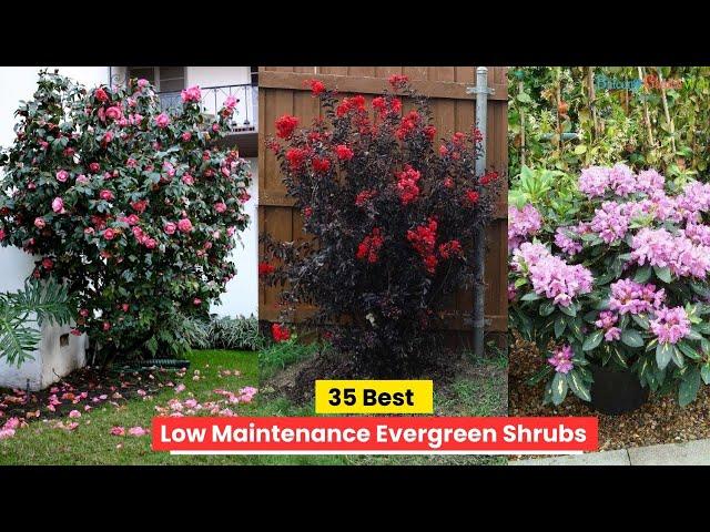 35 Best Low Maintenance Evergreen Shrubs