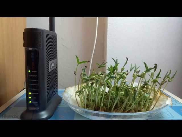 Planting beansprout beside the wifi router for 11 days