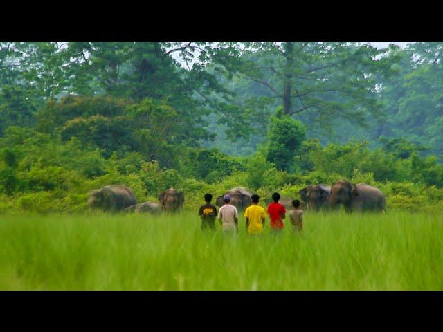 This boys are stupid or smart ? | elephant video | ये लड़के बेवकूफ हैं या होशियार