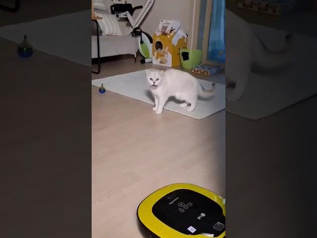  앙데요~~~ #말하는고양이 #고양이코코 #귀여운고양이 #브리티시쇼트헤어 #cat #kitten #funny