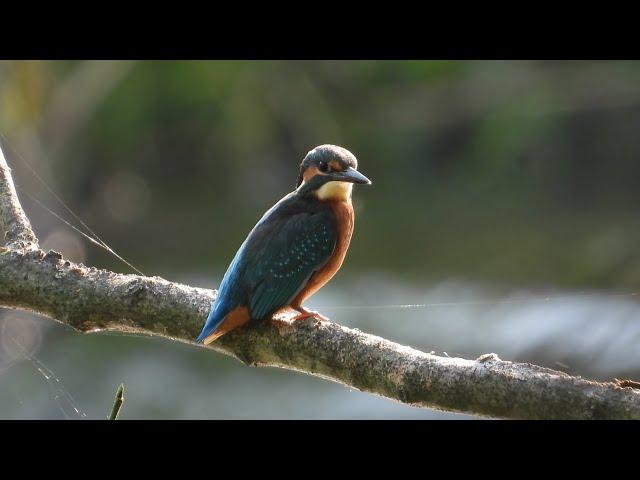 Zimorodki / Kingfishers