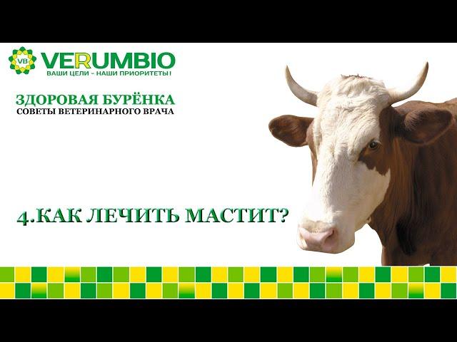 Здоровая Буренка.  Как лечить мастит?