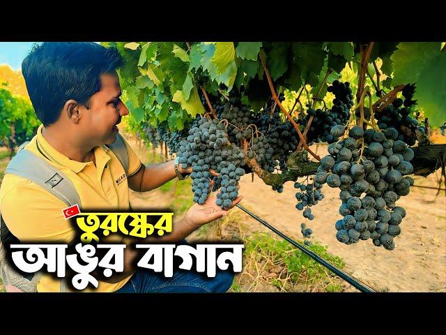 তুরষ্কের আঙুর বাগান দেখে মুগ্ধ আমি আর সুরভী || Grape Garden of Turkey