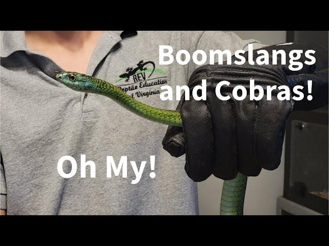 Boomslangs and Cobras, Oh My!