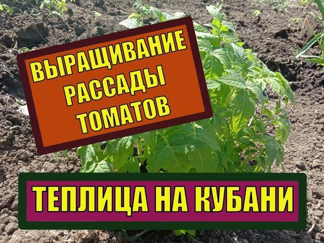 ТЕПЛИЦА НА КУБАНИ И РАССАДА