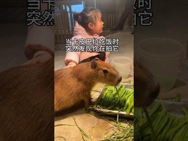 capybara 卡皮巴拉 吃飯時發現有鏡頭在拍的水豚君 #capybara #水豚 #水豚君 #卡皮巴拉 #呆萌 #cute #可愛い #萌寵 #療癒 #short