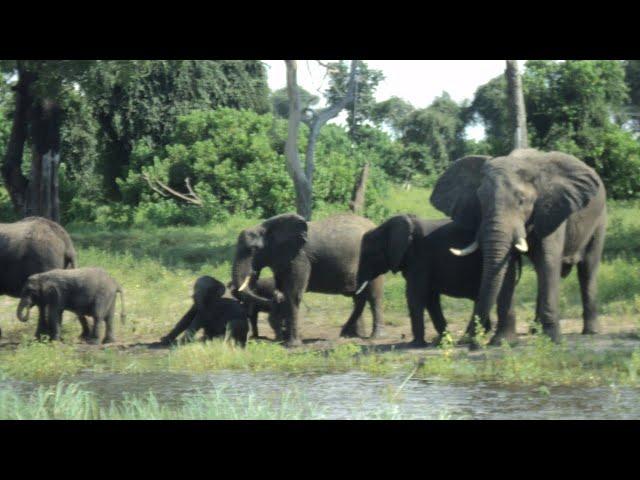 Elephants Bathing in the Chobe River Botswana