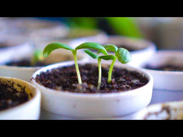 Seedlings Dying? Grow Strong Seedlings