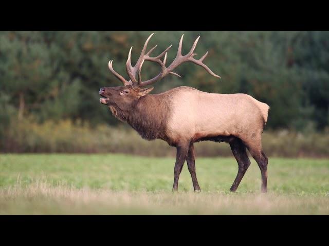 Elk Bugle