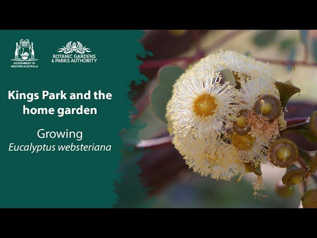 Kings Park in your garden: Growing Eucalyptus websteriana