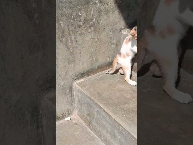 The kitten jumped away in fear of the shadow of the hand.#shorts #kittenjumped #digitechgyanguru
