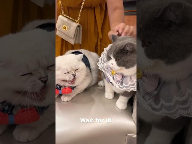 jealous cats hissing! @louieandtodd @LorettaBritishCat first meeting in NYC