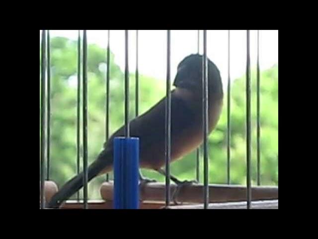 Bullfinch Drawl and Weet Drawl HD Audio