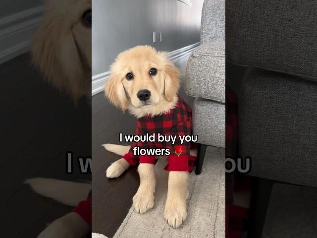 Would you be my friend?  #puppy #goldenretriever #puppyvideos #dog #dogs