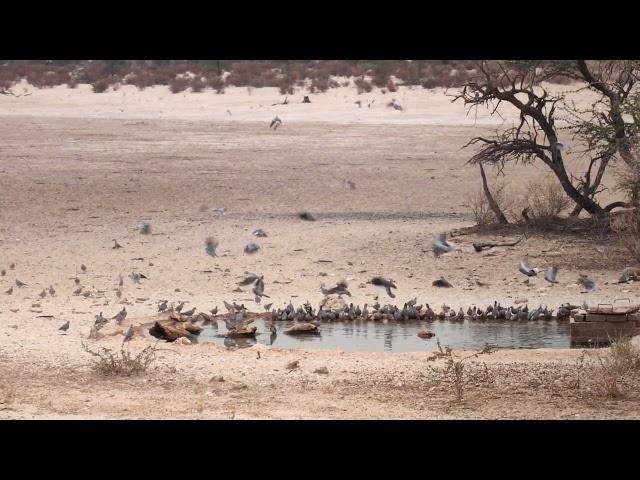 #gabargoshawk swoops in..sound up #kgalagadi @duane7_botha7