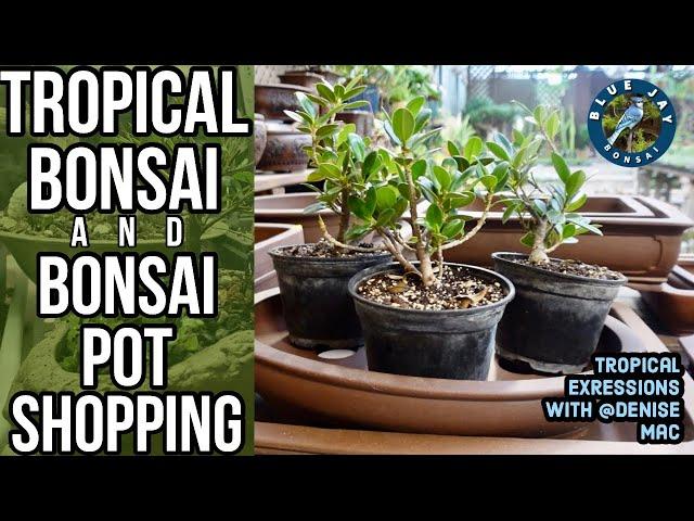 Tropical Bonsai & Bonsai Pot Shopping - A Visit to Tropical Expression with Denise Mac