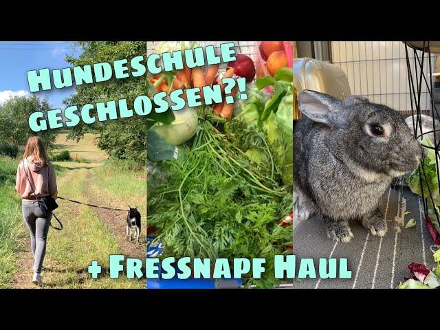 Alltag mit Kaninchen & Hund // VLOG | Stupsnasenbande