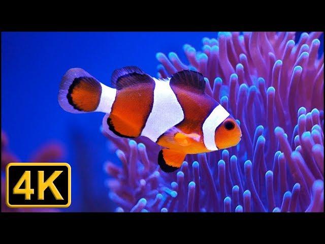 4K - Beautiful ocean clown fish turtle aquarium -  Relaxing and sleeping music