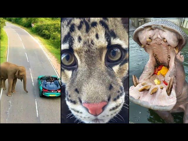 Unseen Animals Amazing Facts | Part 2 | by Akash Parihar | Facts Cloud #shorts
