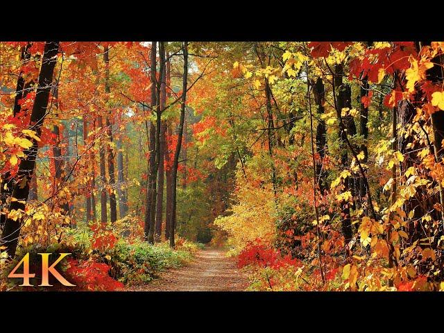 11 HOURS of 4K Enchanting Autumn Nature Scenes + Relaxing Piano Music for Stress Relief