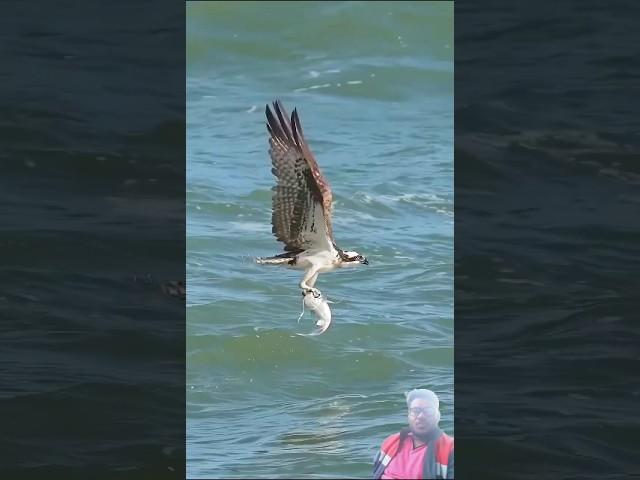 Eagle vs Catfish #bird #ospreycam #ytshorts