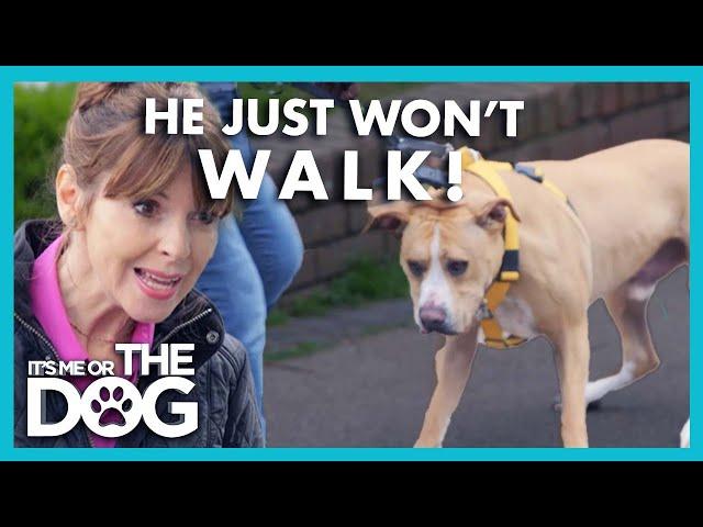 American Bulldog hasn't been Outside in 3 Years! | It’s Me or The Dog