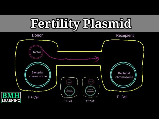 F Plasmid | Conjugative Plasmid | F Factor | Hfr | F+ F Prime |