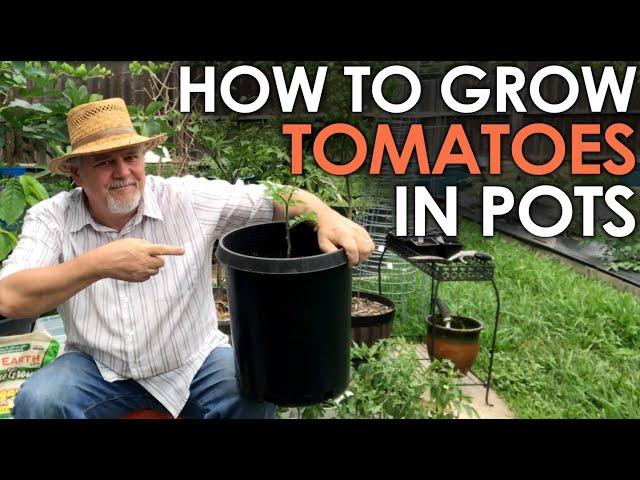 How to Grow TOMATOES in Pots || Black Gumbo