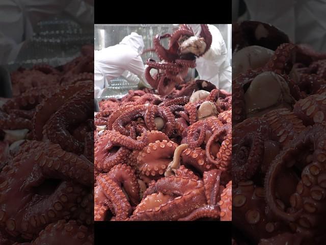 Extreme job! Overwhelming parboiled octopus factory #Shorts