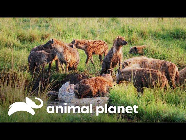 La vida en el pantano | Historias de grandes felinos | Animal Planet