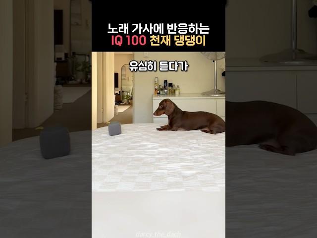 노래가사에 반응하는 IQ 100 천재 댕댕이가 있다?!